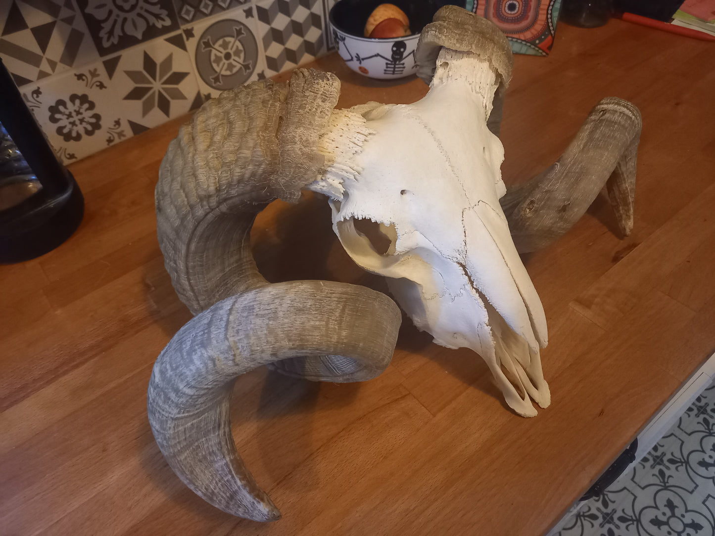 Oddity Curiosity Goth Gothic witchy witchcraft large ram skull