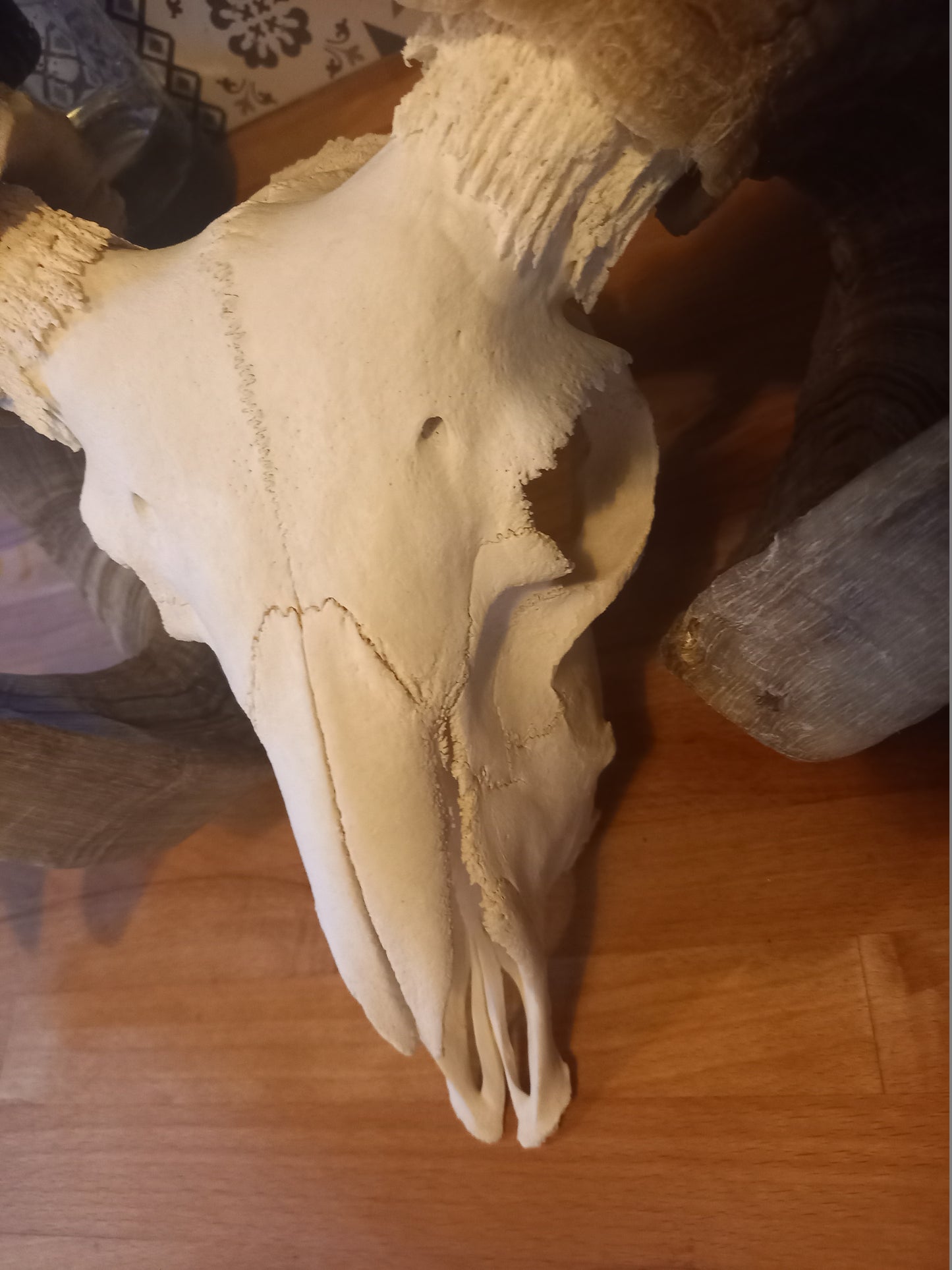 Oddity Curiosity Goth Gothic witchy witchcraft large ram skull