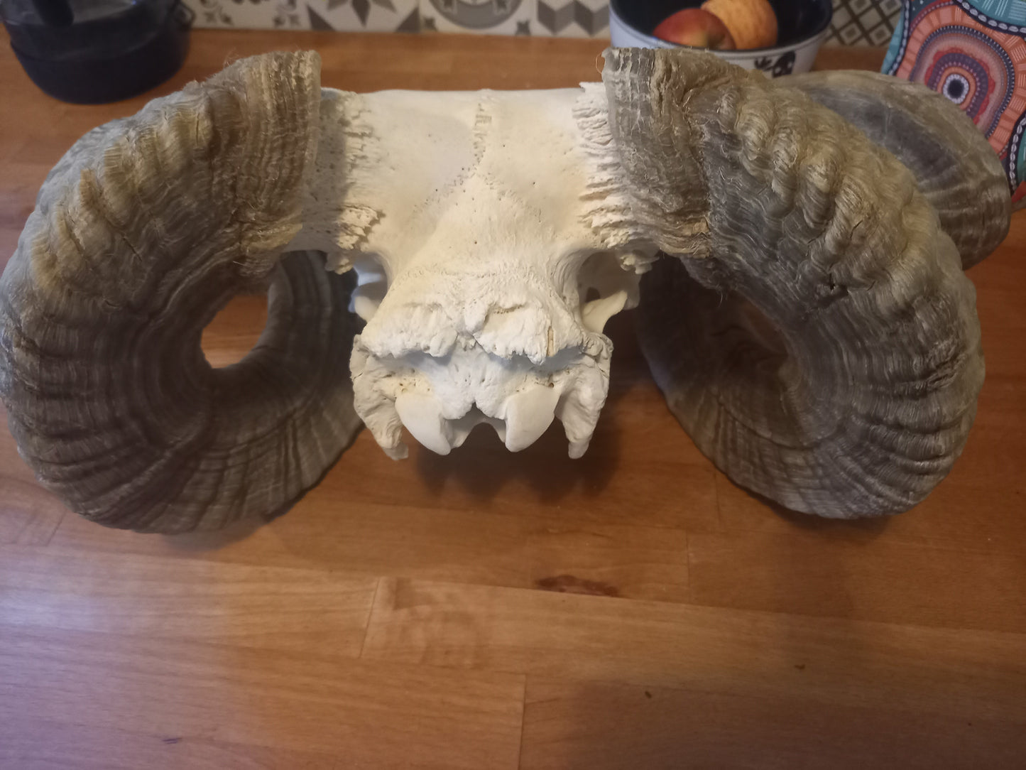 Oddity Curiosity Goth Gothic witchy witchcraft large ram skull