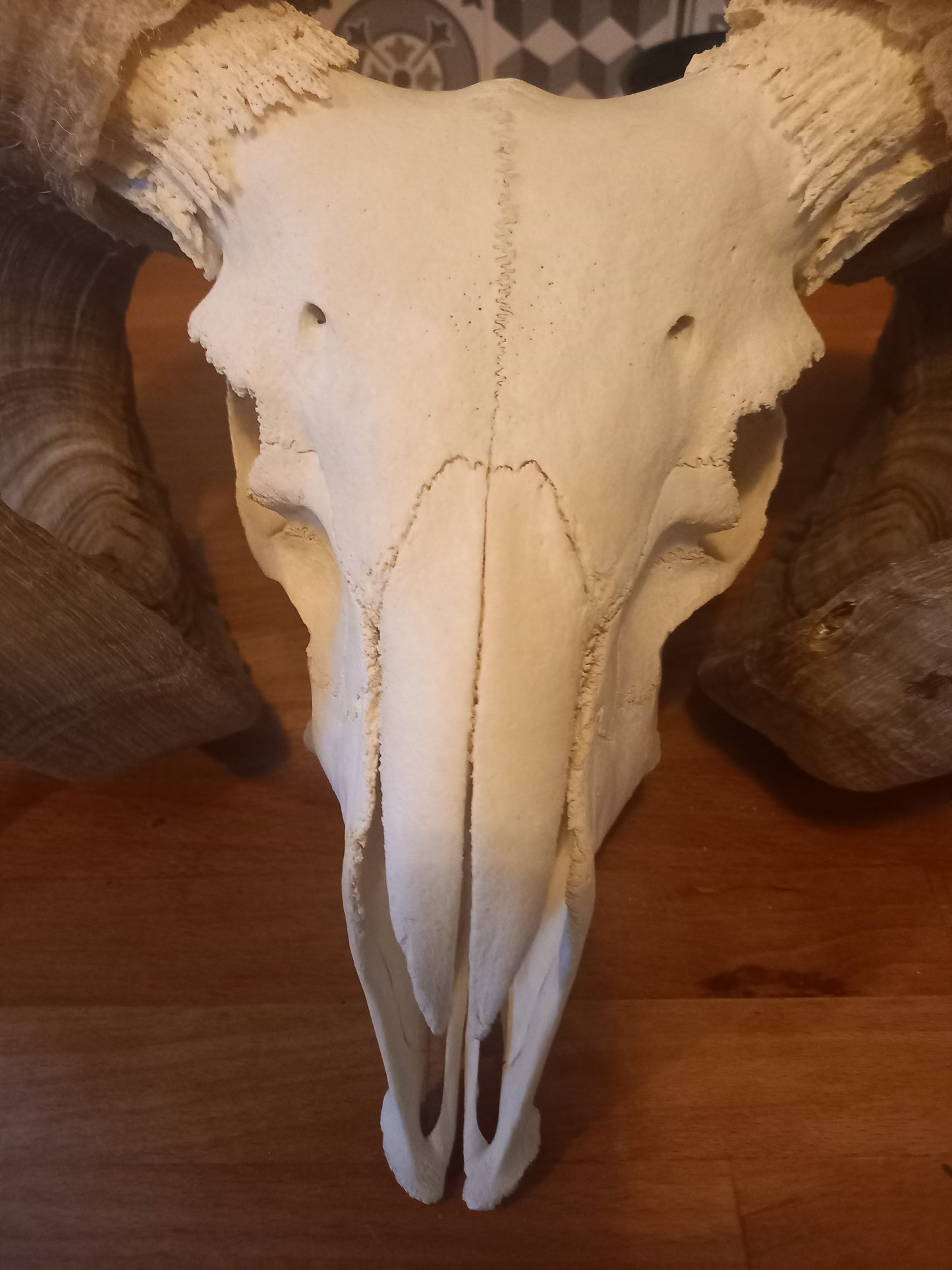 Oddity Curiosity Goth Gothic witchy witchcraft large ram skull
