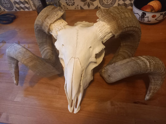 Oddity Curiosity Goth Gothic witchy witchcraft large ram skull