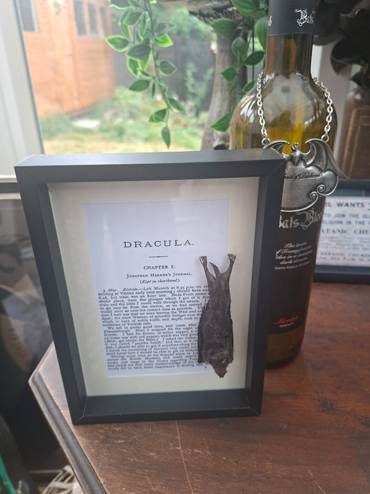 Bat taxidermy "dracula" frame , Oddity Curiosity Gothic Witchy Homewares