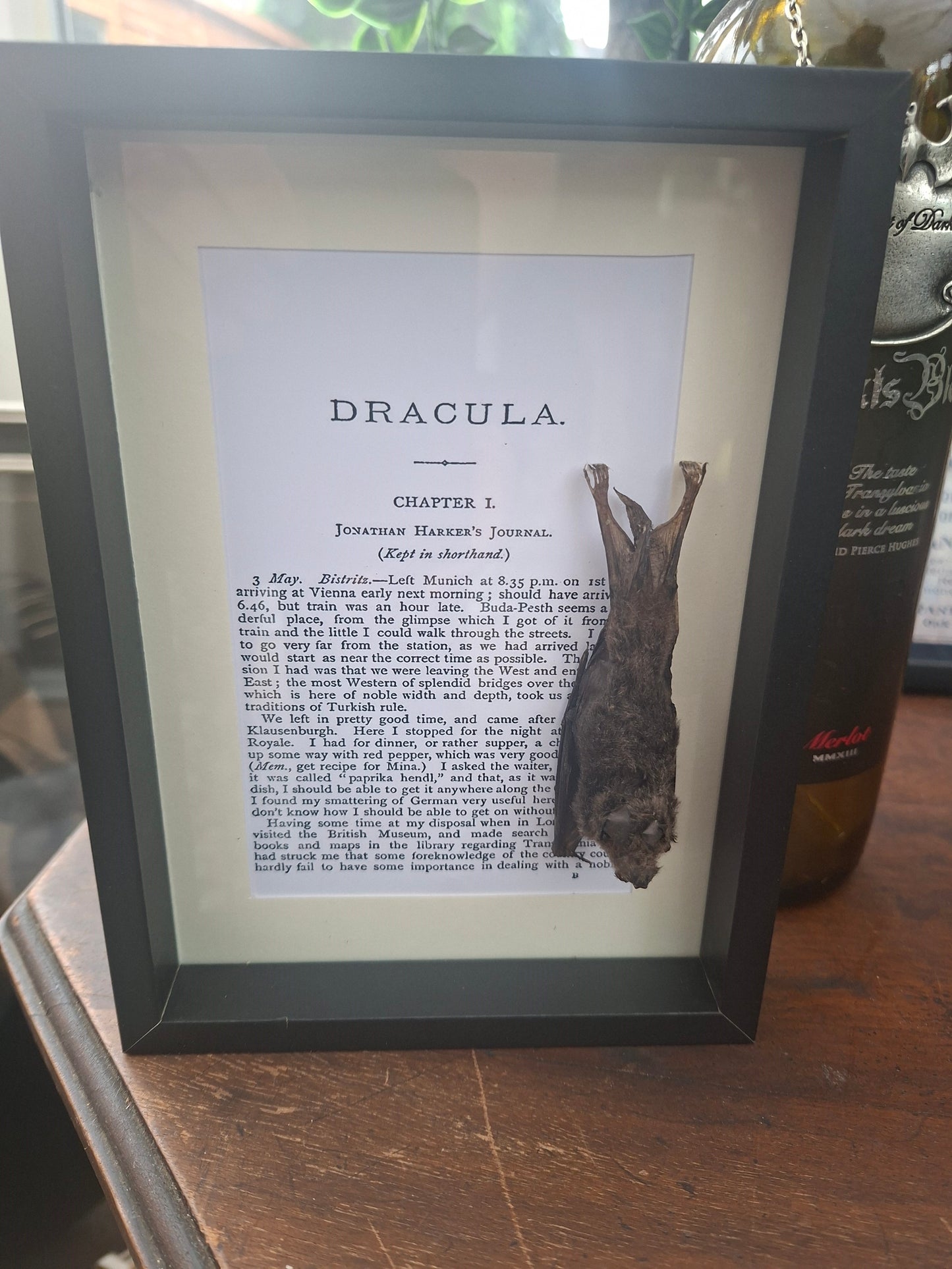 Bat taxidermy "dracula" frame , Oddity Curiosity Gothic Witchy Homewares