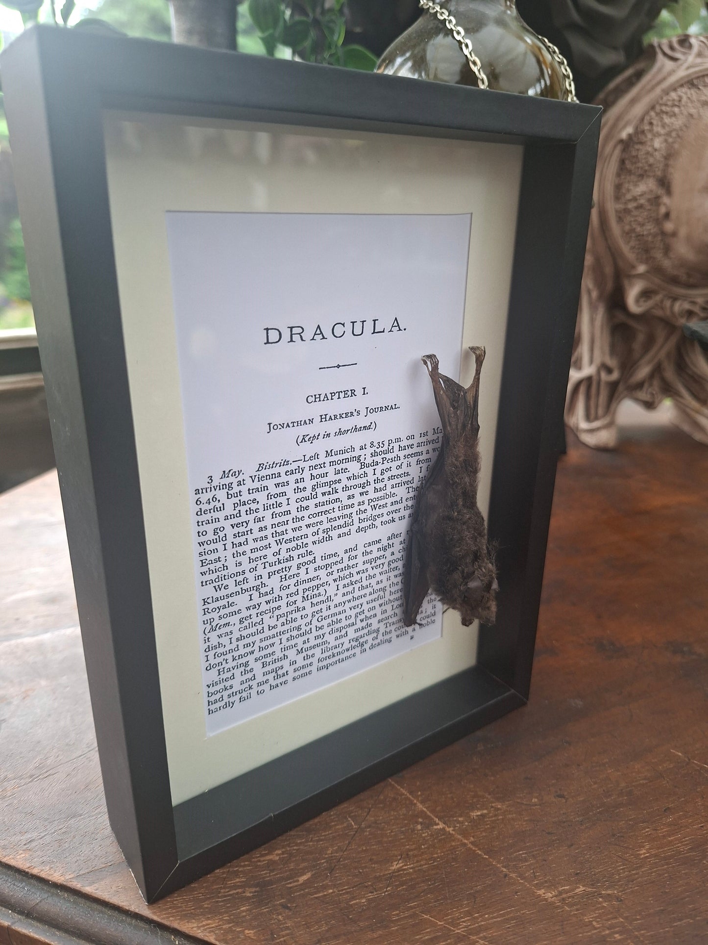 Bat taxidermy "dracula" frame , Oddity Curiosity Gothic Witchy Homewares