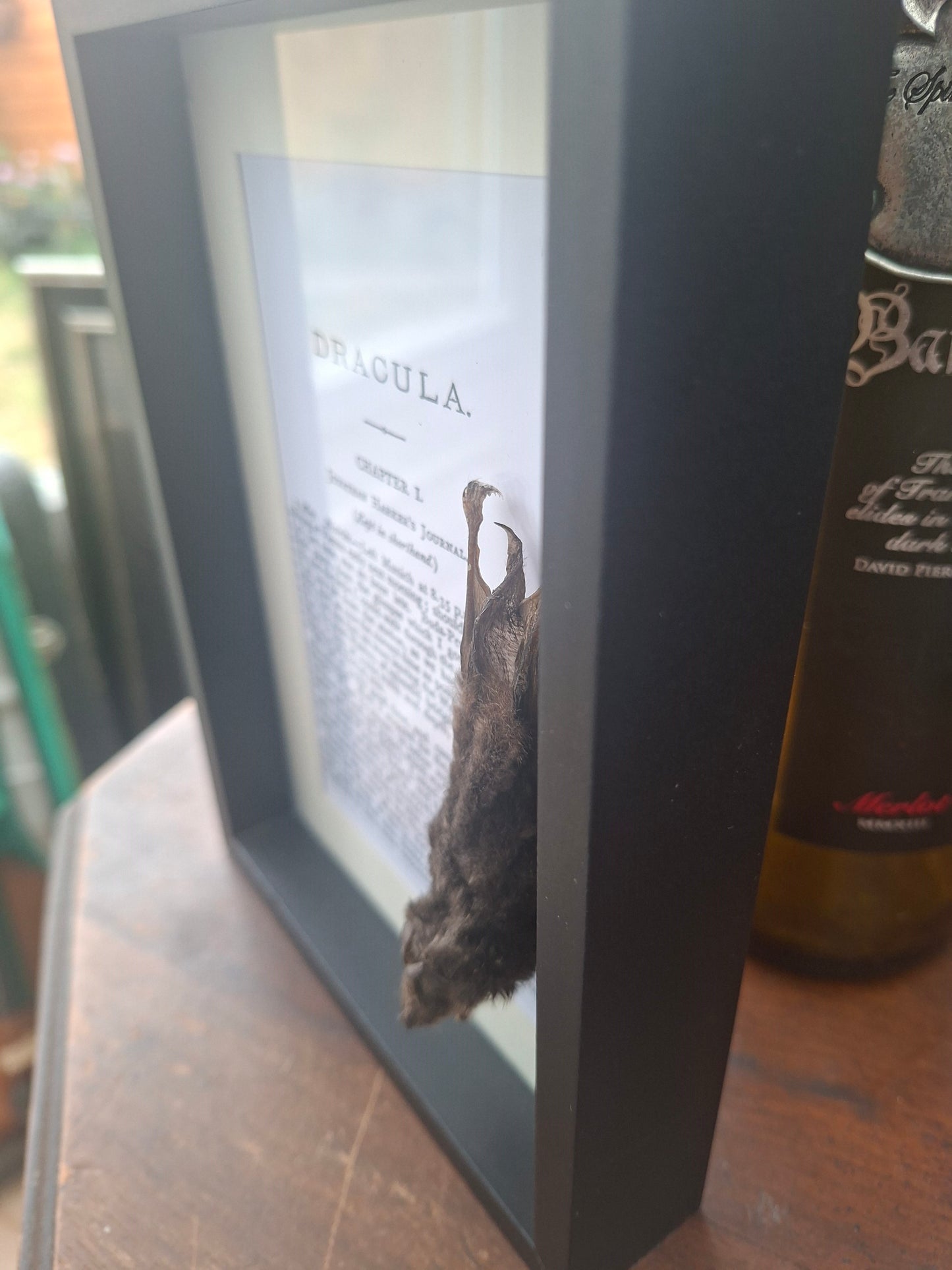 Bat taxidermy "dracula" frame , Oddity Curiosity Gothic Witchy Homewares