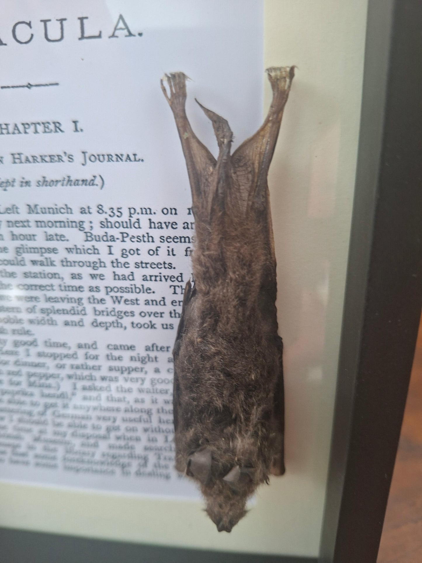 Bat taxidermy "dracula" frame , Oddity Curiosity Gothic Witchy Homewares