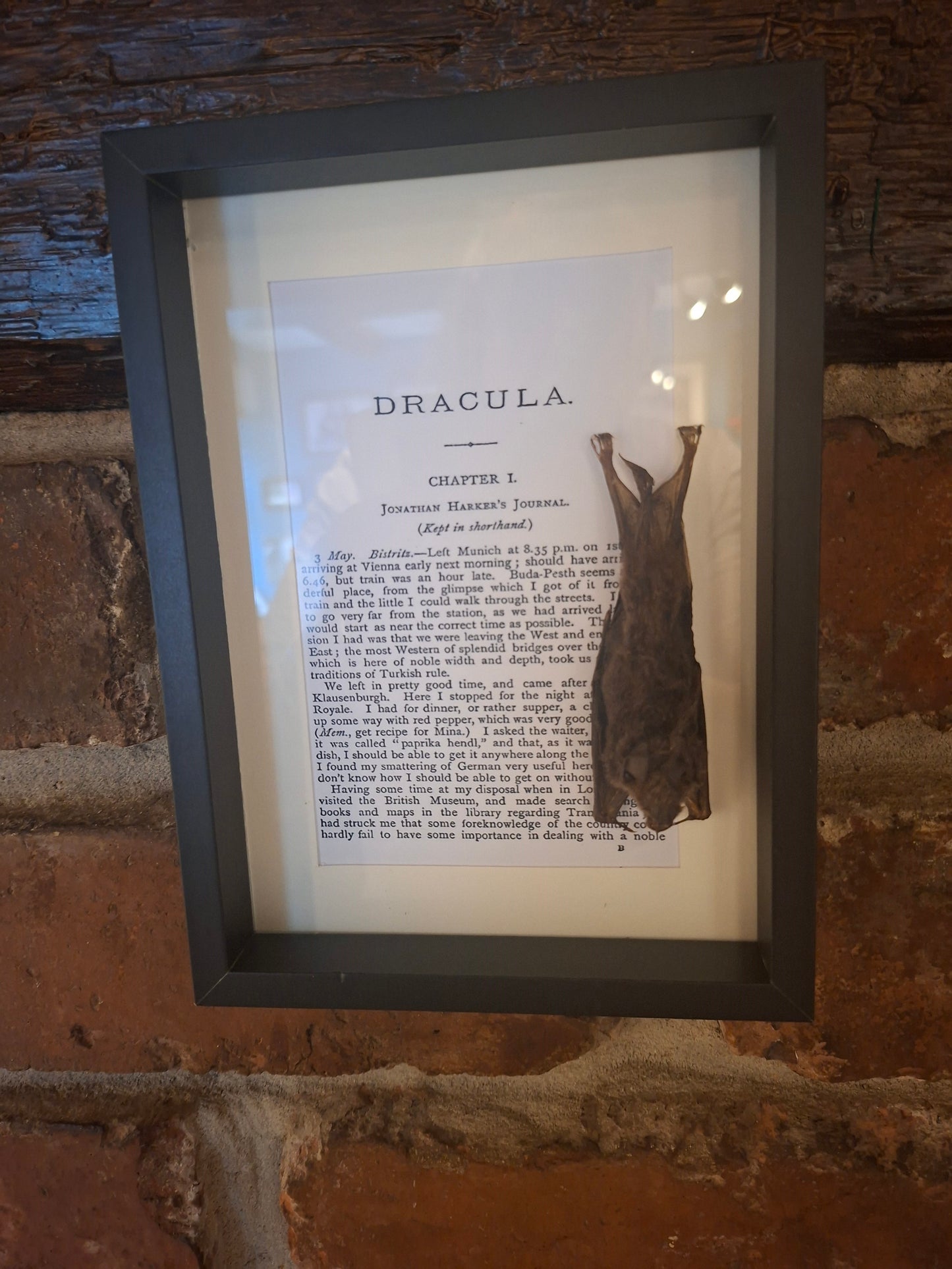Bat taxidermy "dracula" frame , Oddity Curiosity Gothic Witchy Homewares