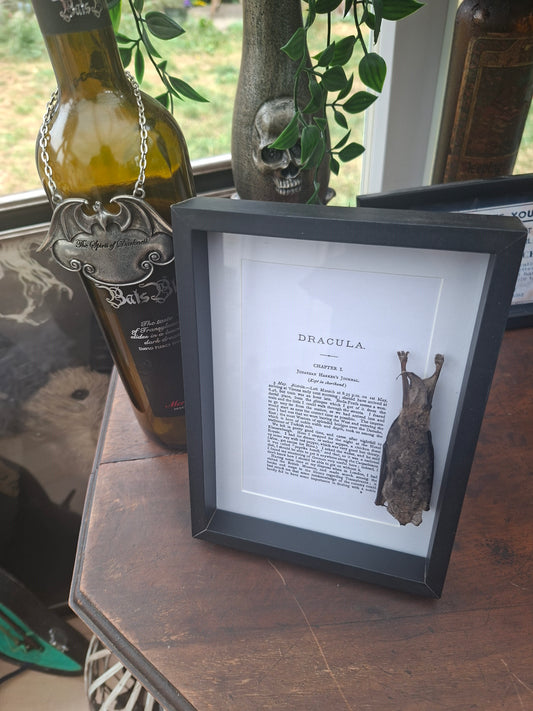Bat taxidermy "dracula" frame , Oddity Curiosity Gothic Witchy Homewares