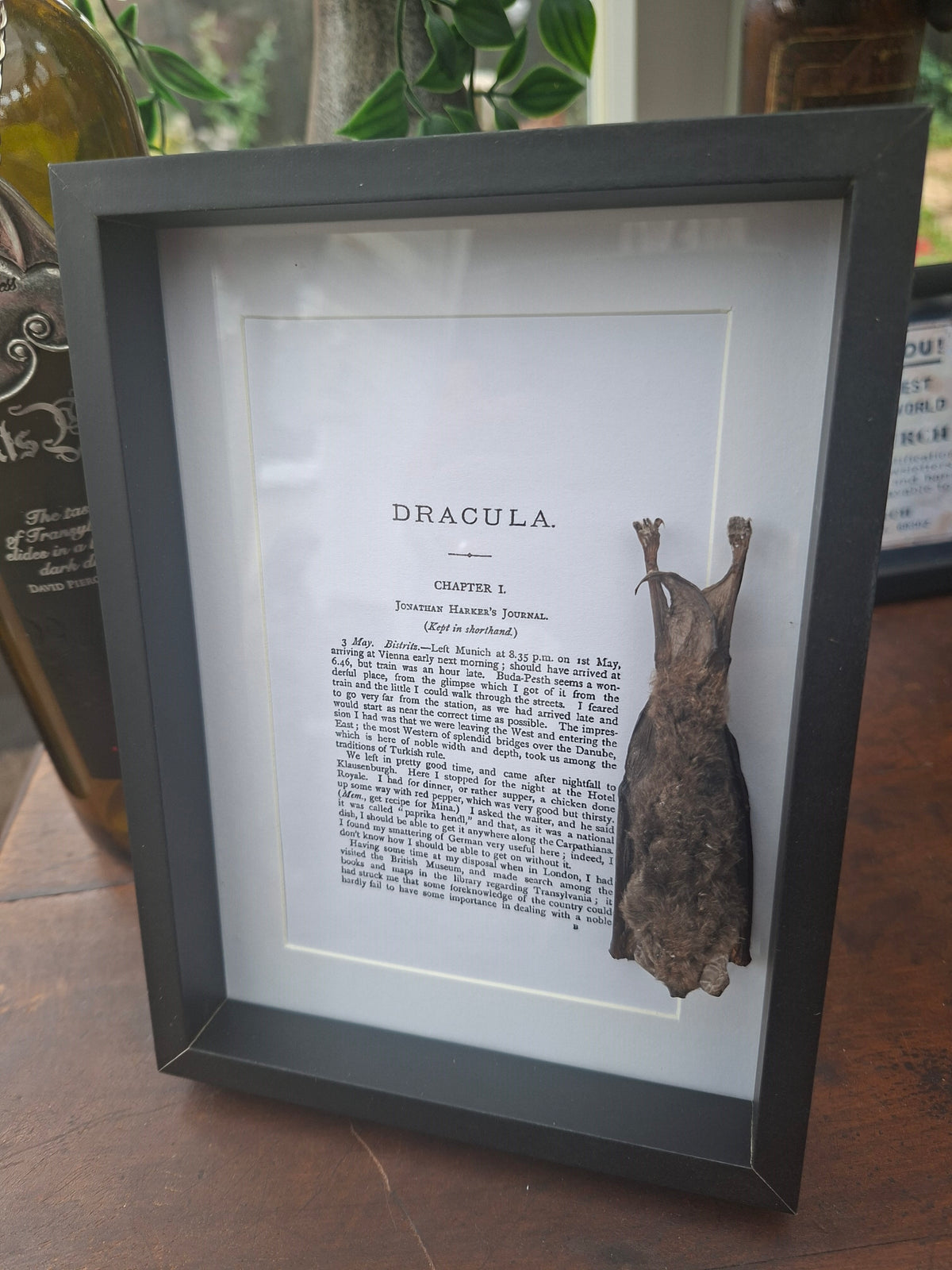 Bat taxidermy "dracula" frame , Oddity Curiosity Gothic Witchy Homewares