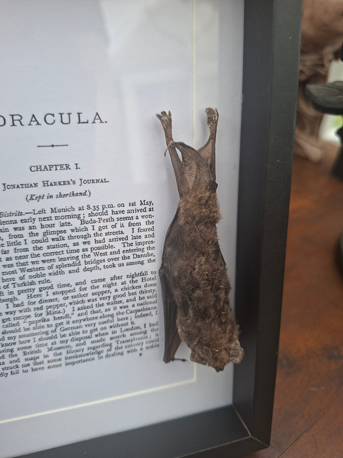 Bat taxidermy "dracula" frame , Oddity Curiosity Gothic Witchy Homewares