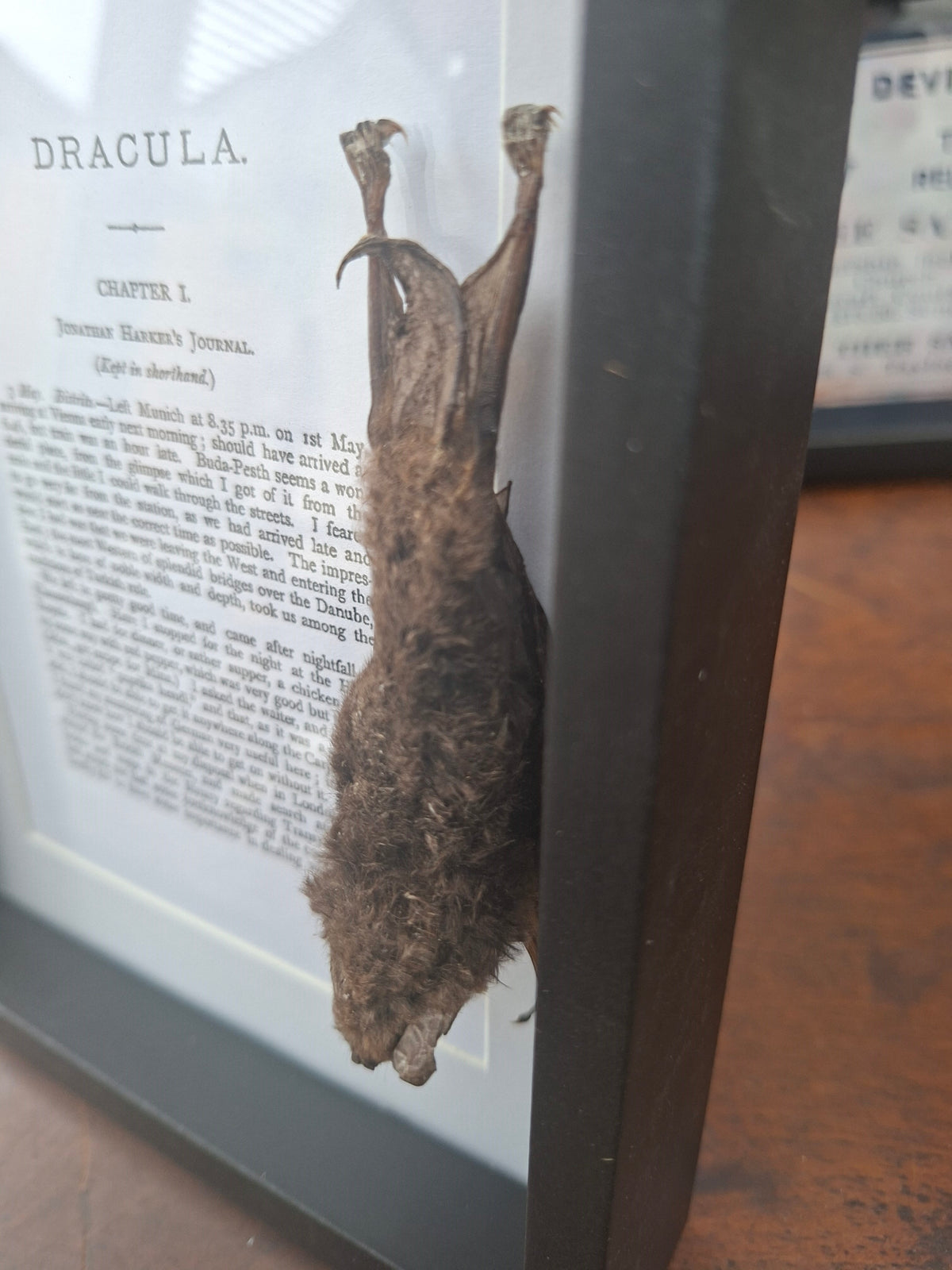Bat taxidermy "dracula" frame , Oddity Curiosity Gothic Witchy Homewares