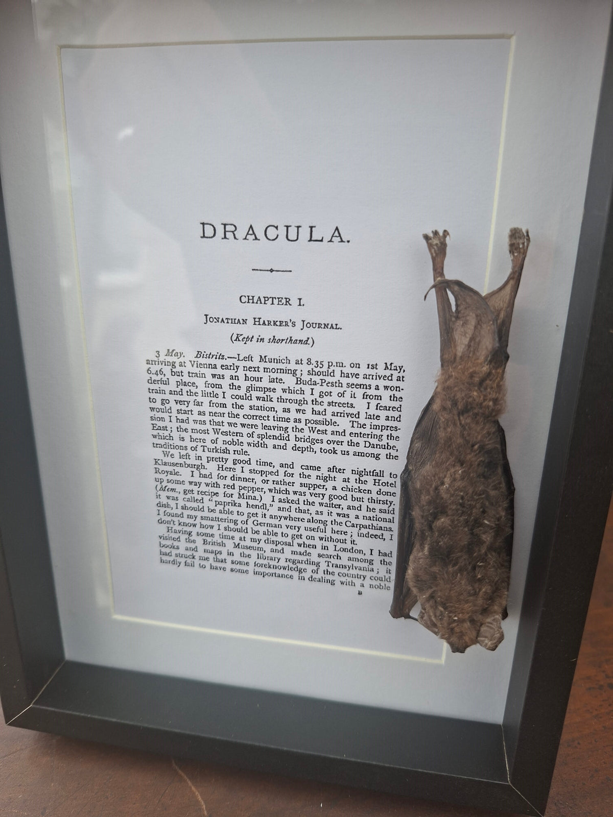 Bat taxidermy "dracula" frame , Oddity Curiosity Gothic Witchy Homewares