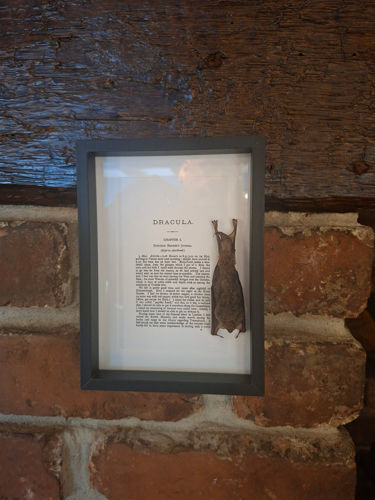 Bat taxidermy "dracula" frame , Oddity Curiosity Gothic Witchy Homewares