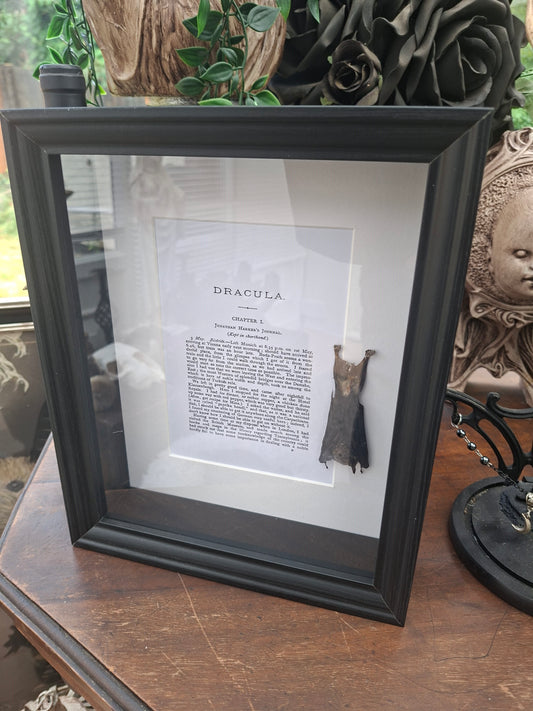 Bat taxidermy "dracula" Large box frame , Oddity Curiosity Gothic Witchy Homewares