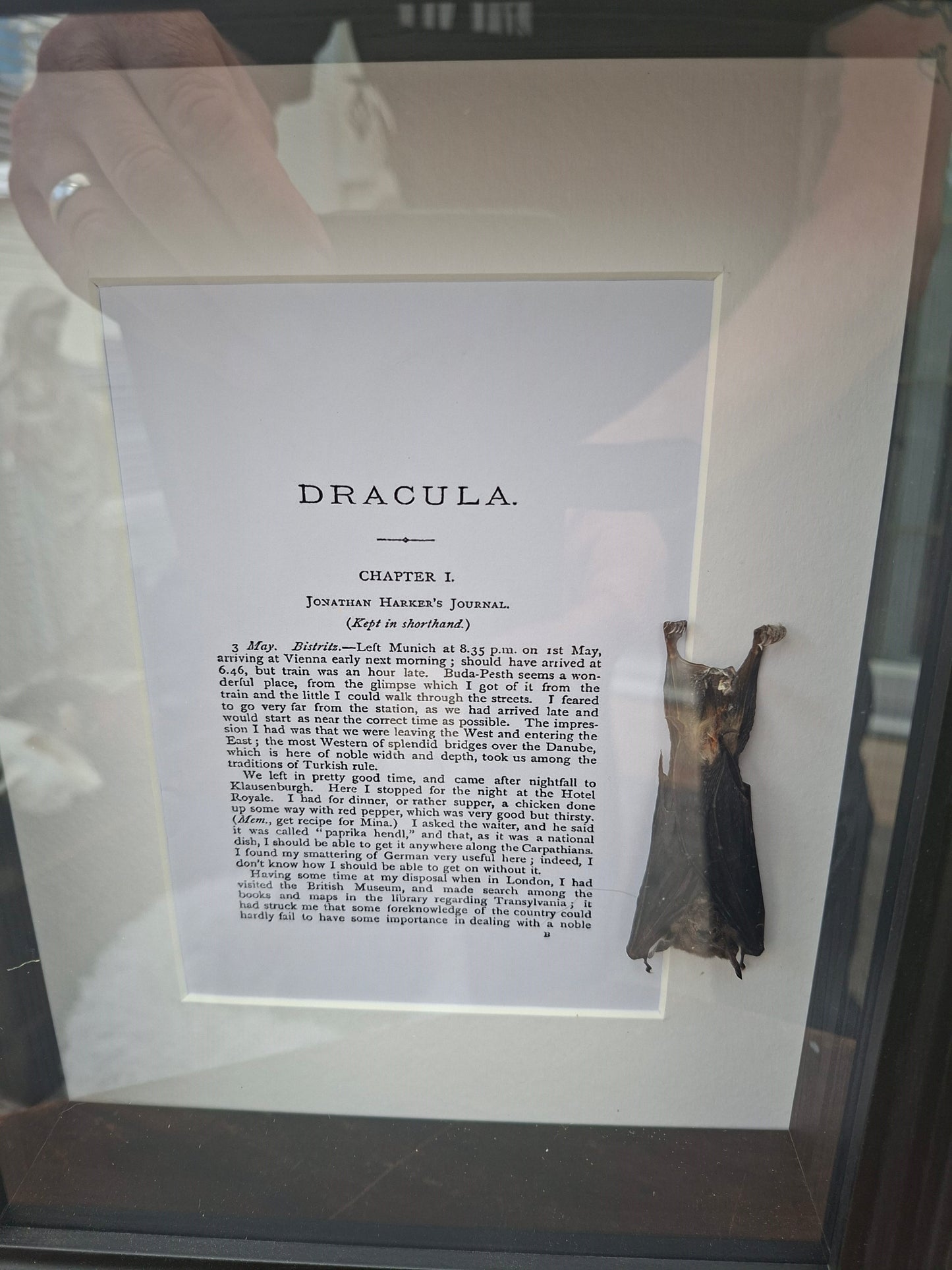 Bat taxidermy "dracula" Large box frame , Oddity Curiosity Gothic Witchy Homewares