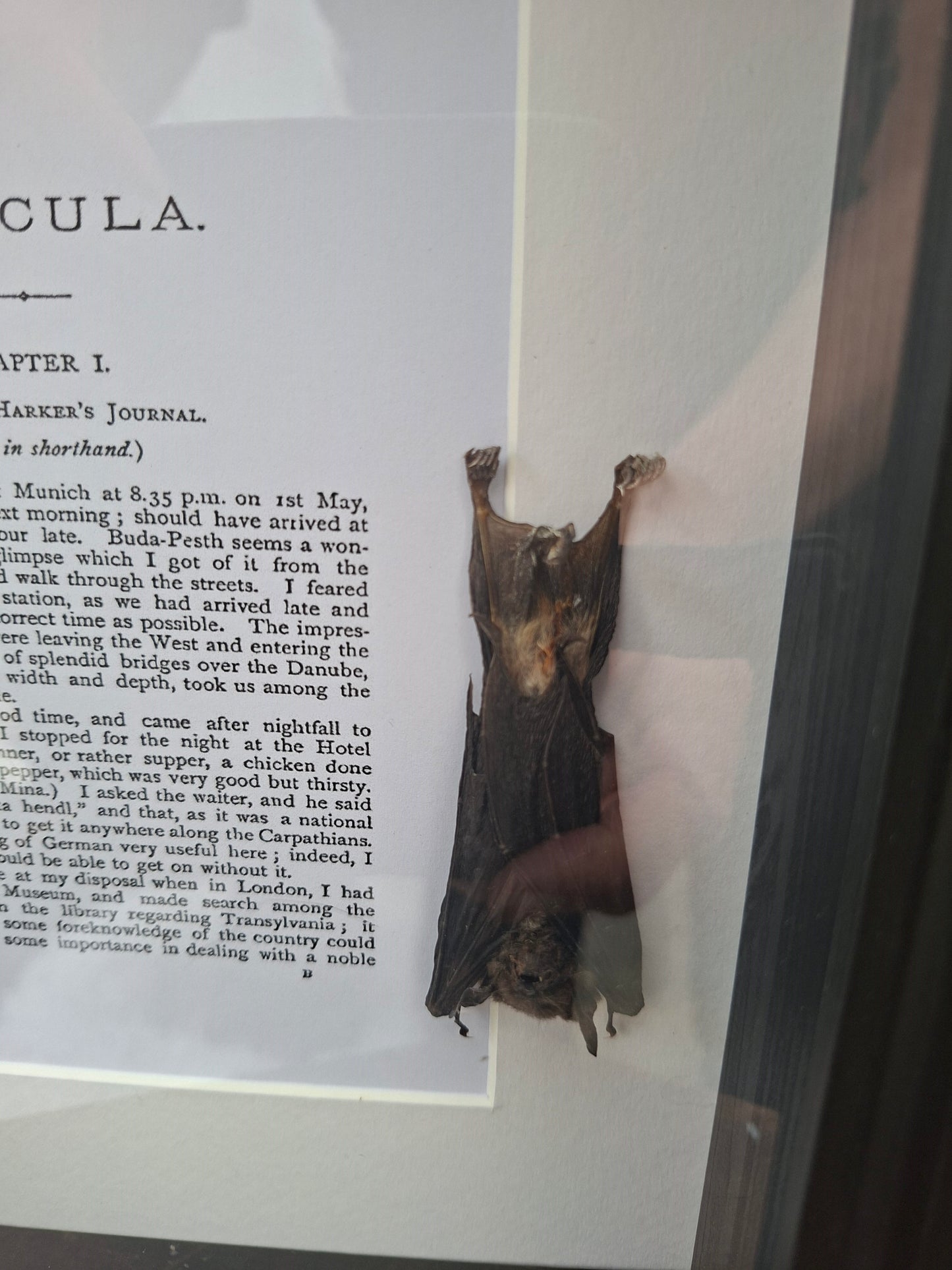 Bat taxidermy "dracula" Large box frame , Oddity Curiosity Gothic Witchy Homewares