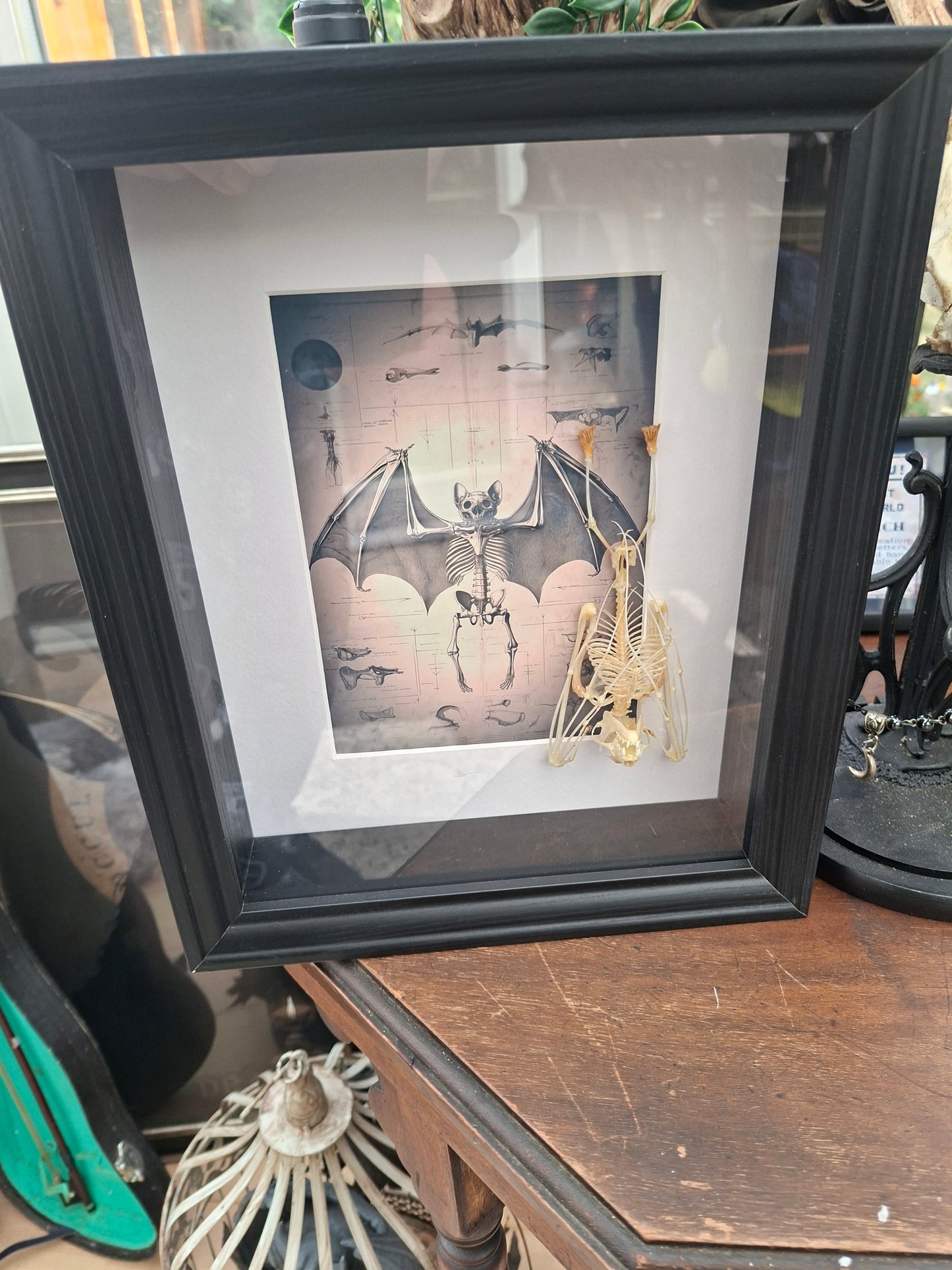 Bat Skeleton Taxidermy framed Art ,with atmocial illustration background