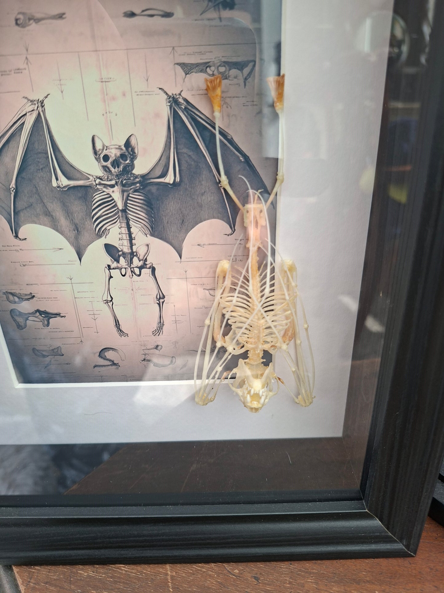 Bat Skeleton Taxidermy framed Art ,with atmocial illustration background