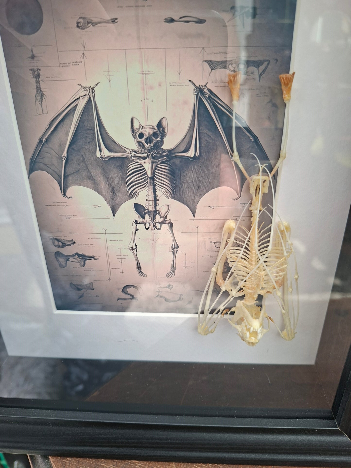 Bat Skeleton Taxidermy framed Art ,with atmocial illustration background