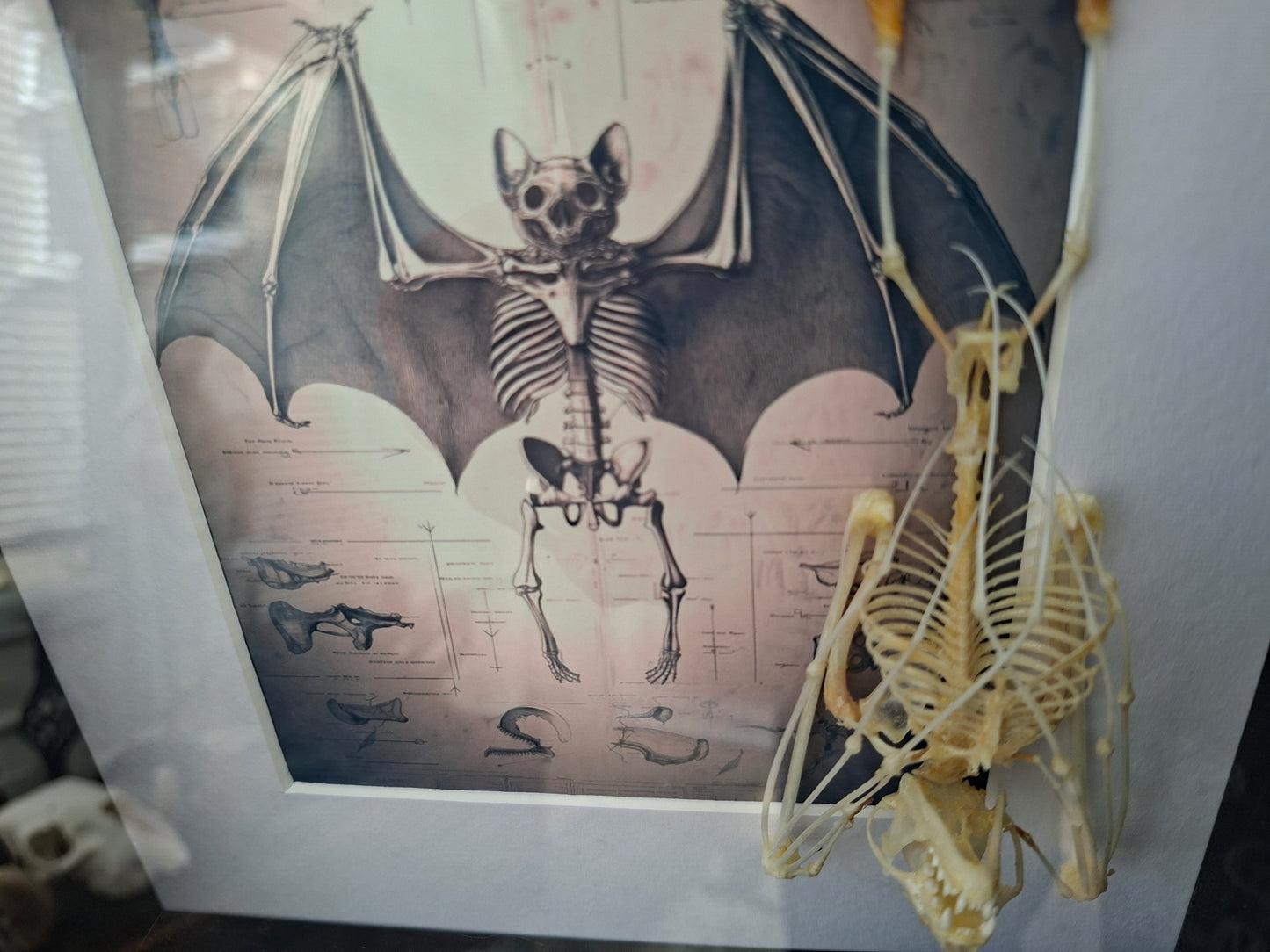 Bat Skeleton Taxidermy framed Art ,with atmocial illustration background
