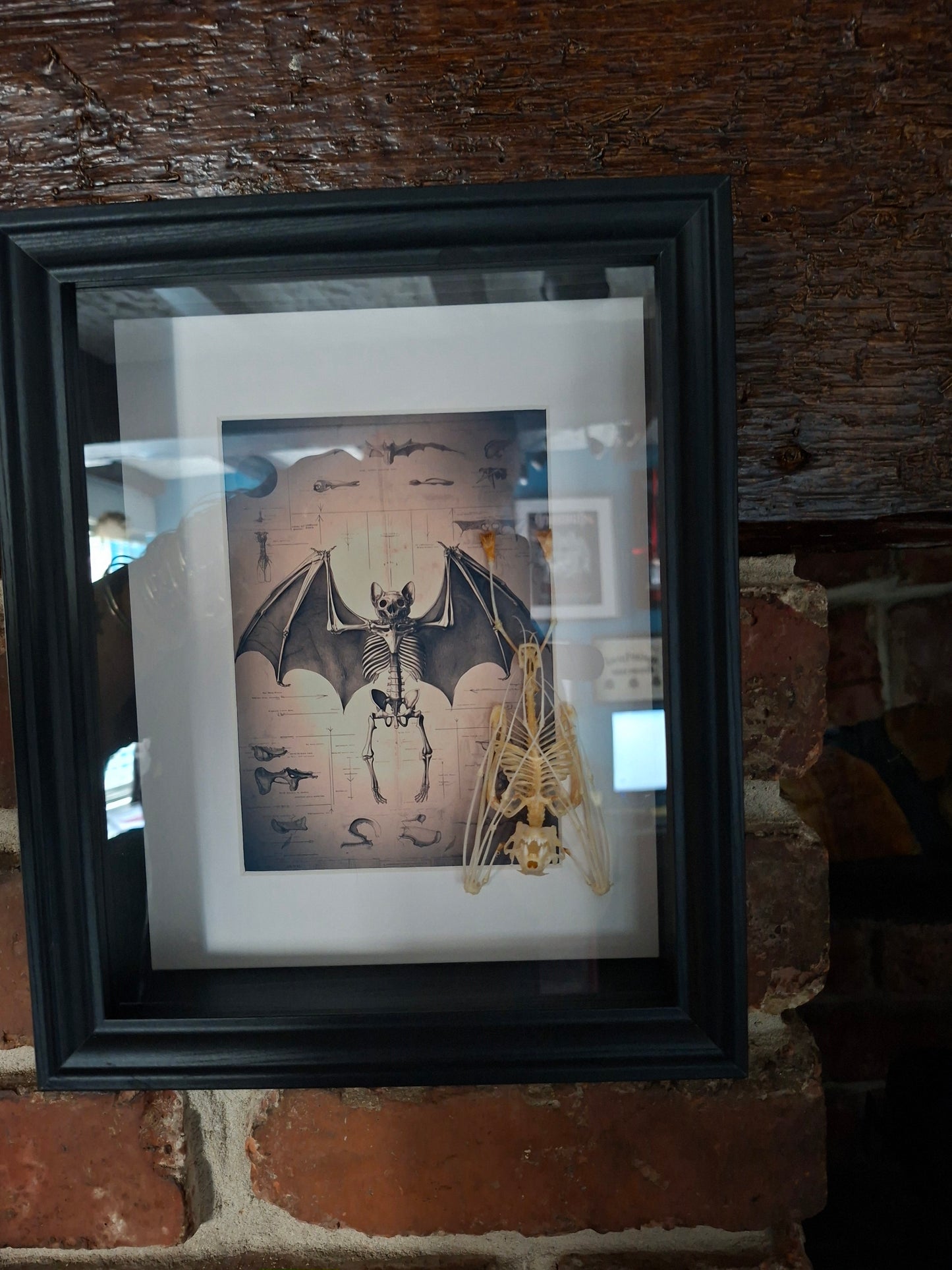 Bat Skeleton Taxidermy framed Art ,with atmocial illustration background