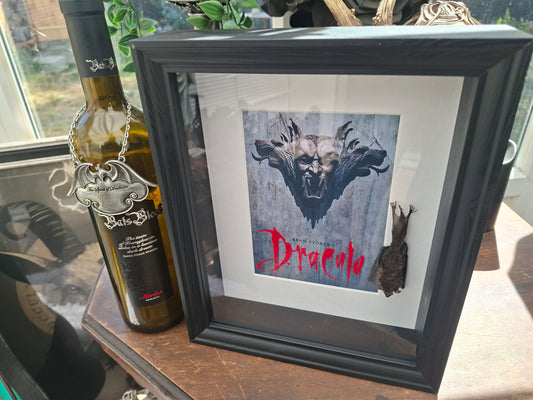 Bat taxidermy,Francis Ford Coppola's "dracula" inspired Large box frame , Oddity Curiosity Gothic Witchy Homewares