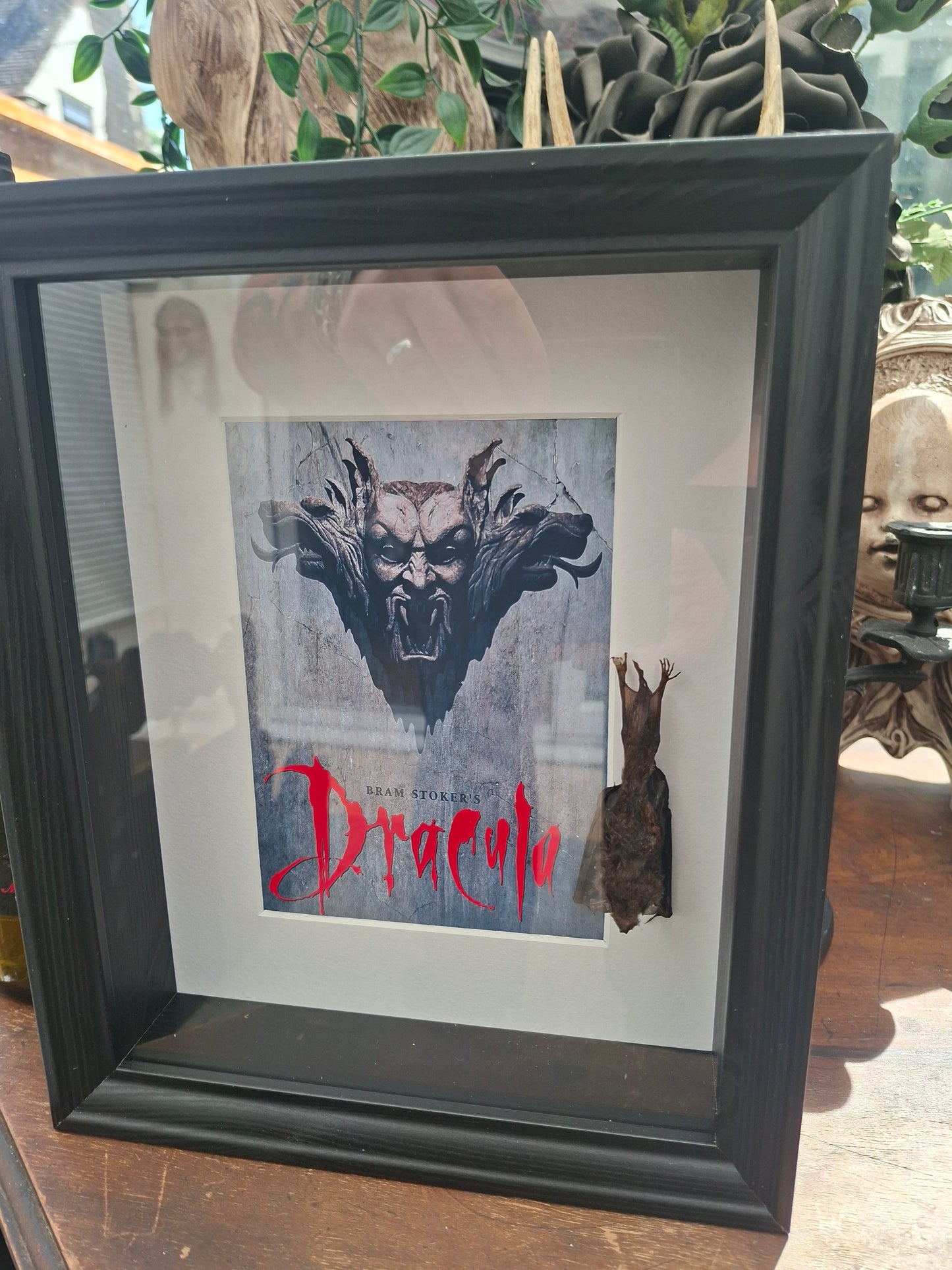 Bat taxidermy,Francis Ford Coppola's "dracula" inspired Large box frame , Oddity Curiosity Gothic Witchy Homewares