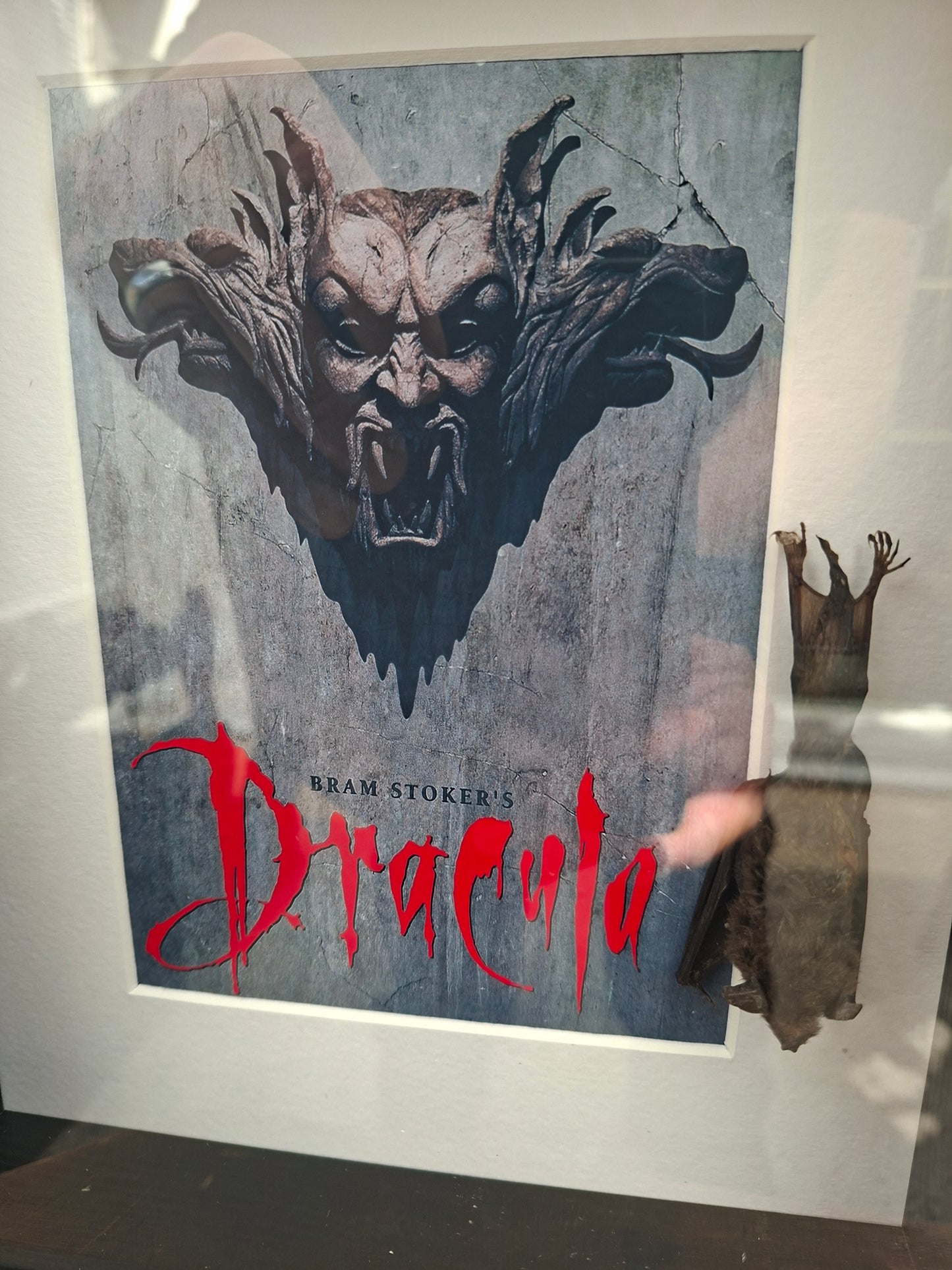 Bat taxidermy,Francis Ford Coppola's "dracula" inspired Large box frame , Oddity Curiosity Gothic Witchy Homewares
