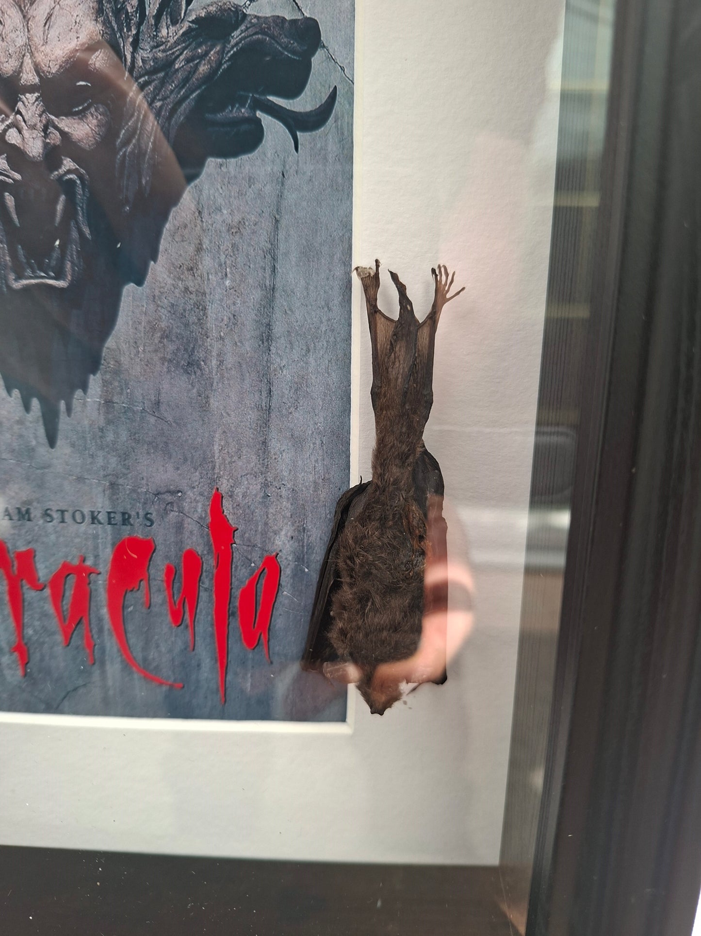 Bat taxidermy,Francis Ford Coppola's "dracula" inspired Large box frame , Oddity Curiosity Gothic Witchy Homewares