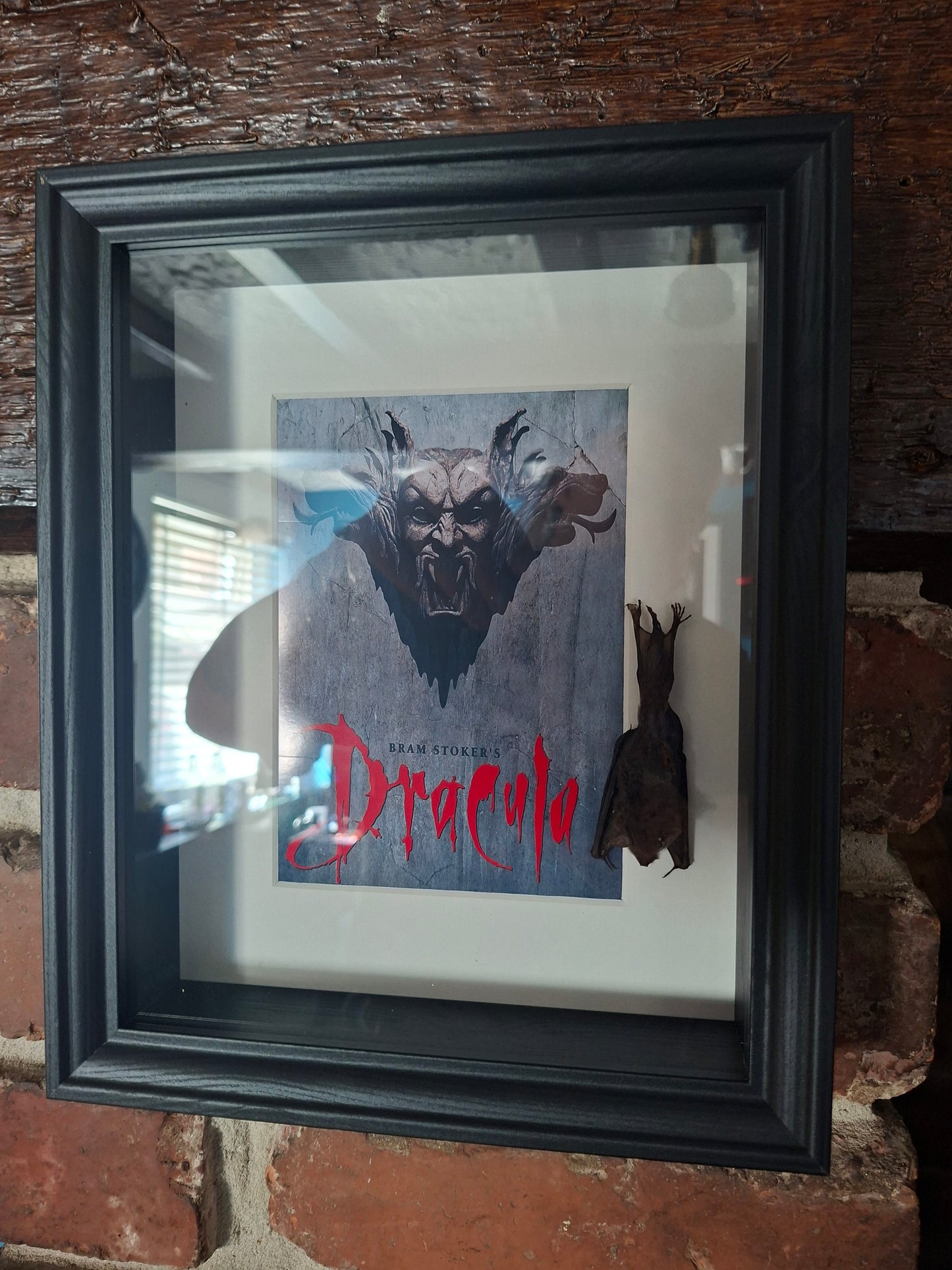 Bat taxidermy,Francis Ford Coppola's "dracula" inspired Large box frame , Oddity Curiosity Gothic Witchy Homewares