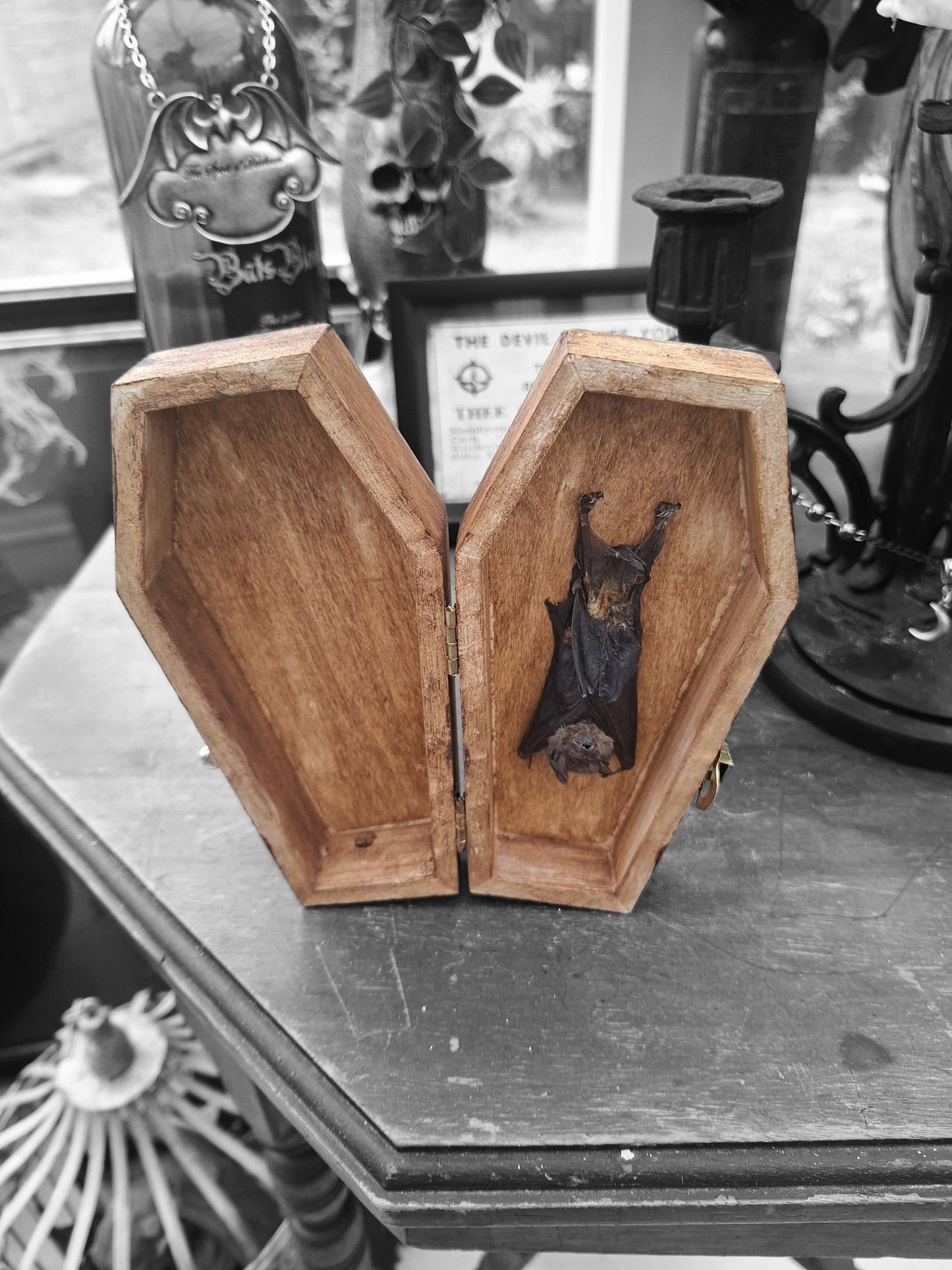 Real Bat in Wooden Coffin • Gothic Witchy Oddity Curiosity Homeware