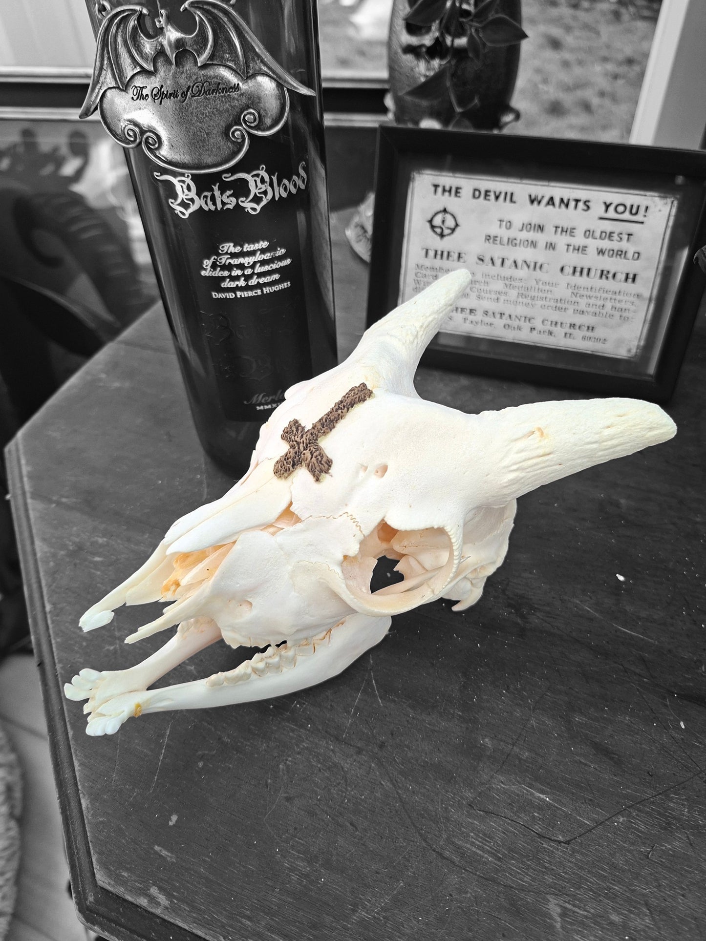 Goat Skull with sculpted "Inverted Cross" , Occult Alterware