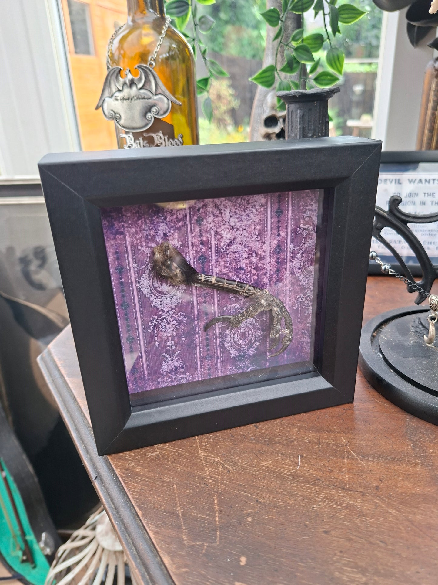 Crow Foot / claws Taxidermy  in small box frame , Oddity Curiosity Gothic Witchy Homewares