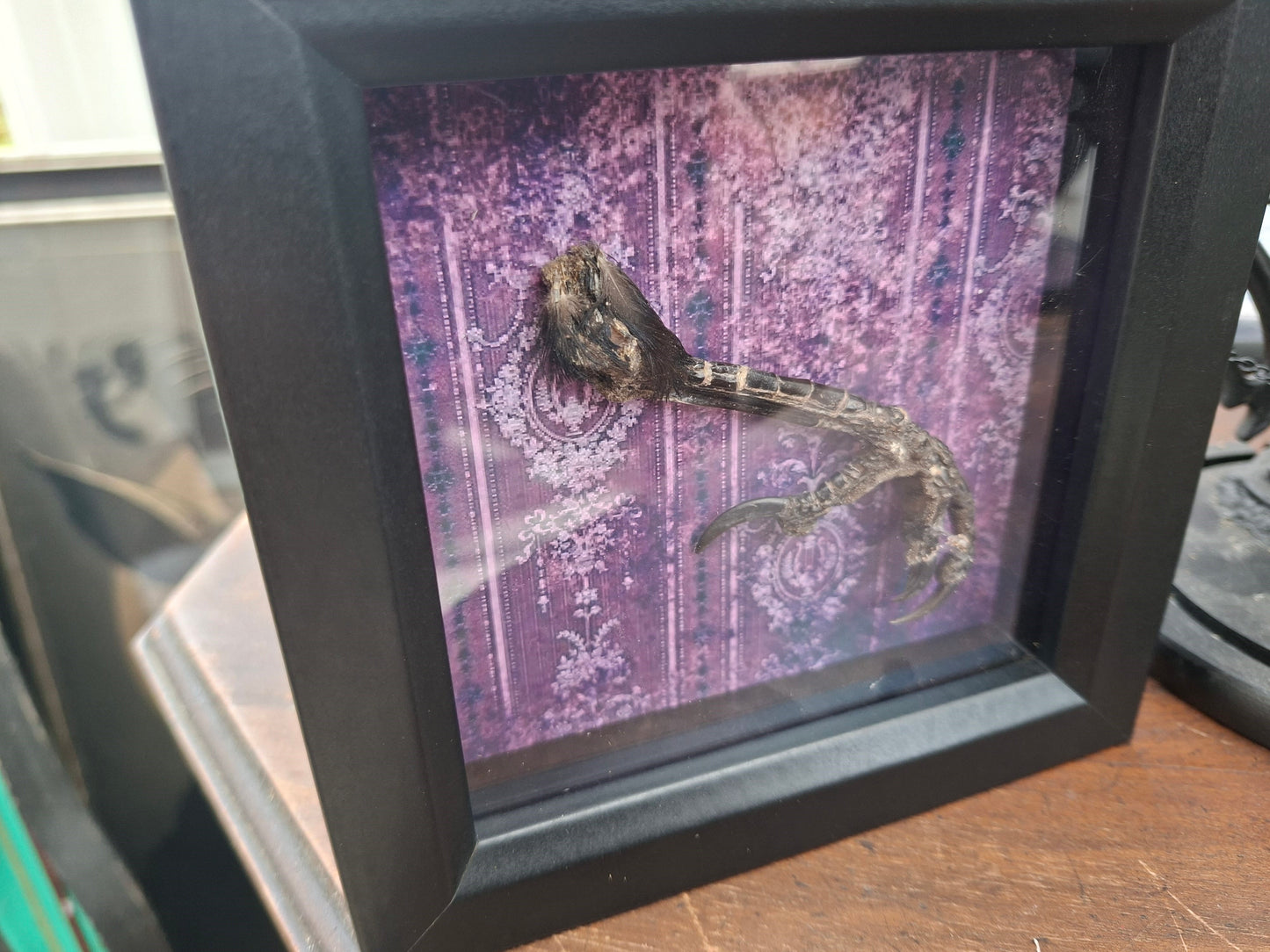 Crow Foot / claws Taxidermy  in small box frame , Oddity Curiosity Gothic Witchy Homewares