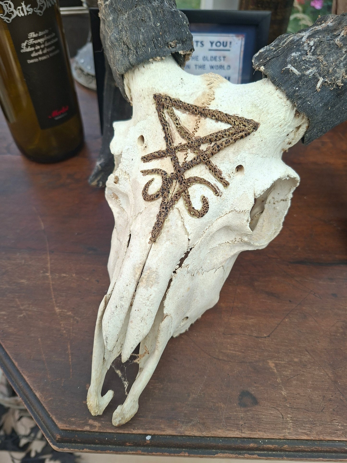 Ram Skull with sculpted "Sigil Of Satan" , Occult Alterware