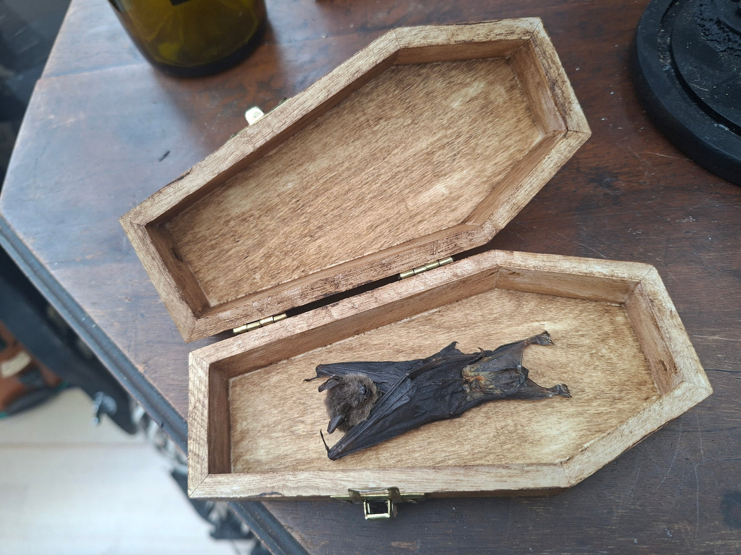 Real Bat in Wooden Coffin • Gothic Witchy Oddity Curiosity Homeware