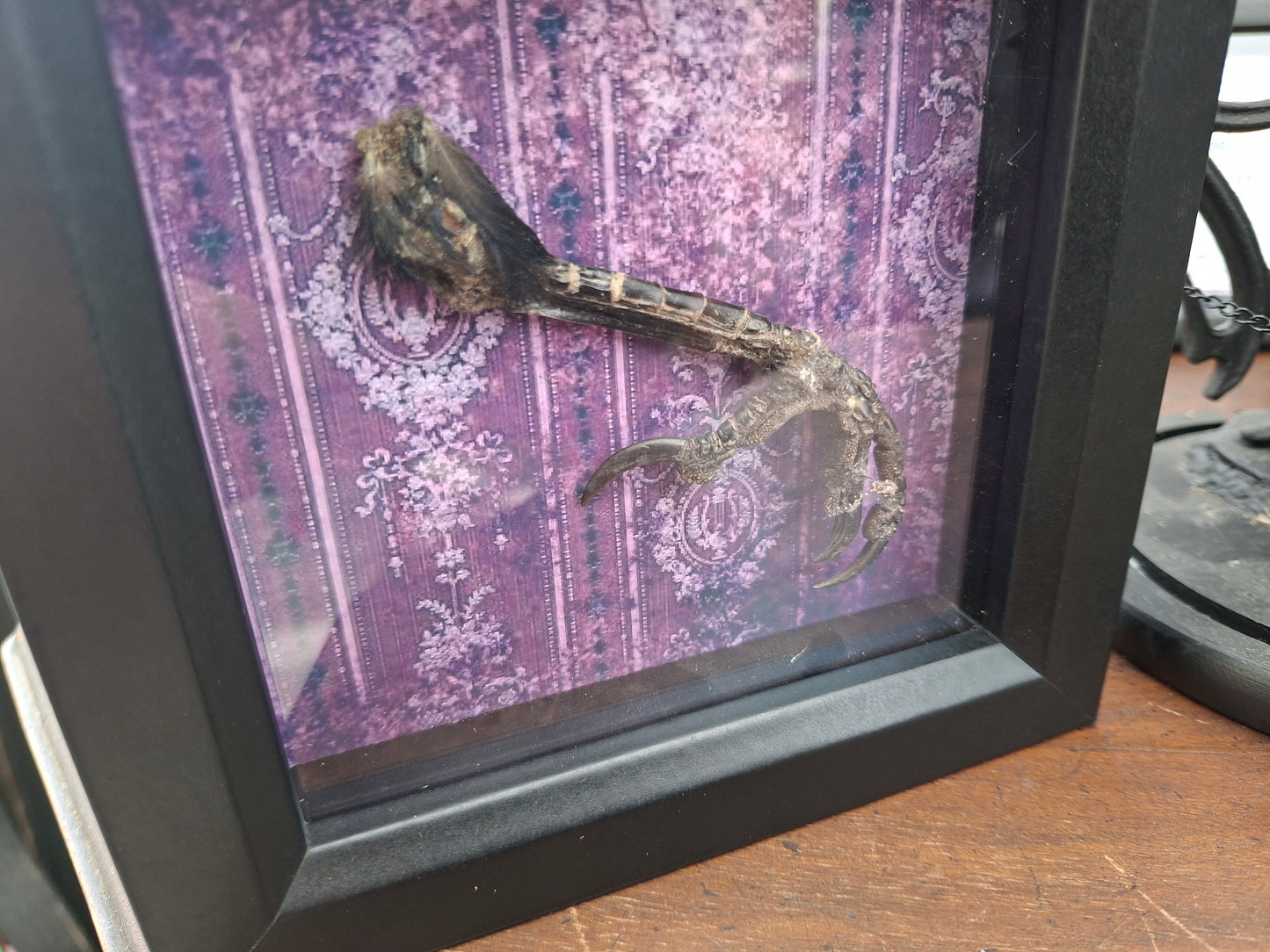 Crow Foot / claws Taxidermy  in small box frame , Oddity Curiosity Gothic Witchy Homewares
