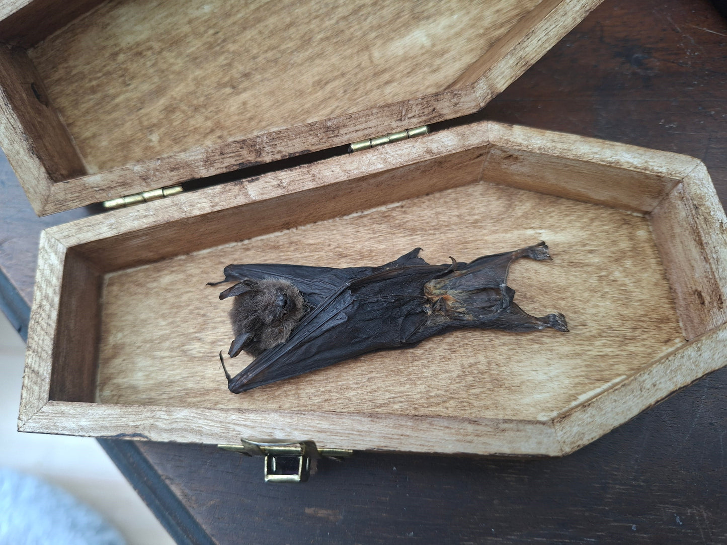 Real Bat in Wooden Coffin • Gothic Witchy Oddity Curiosity Homeware