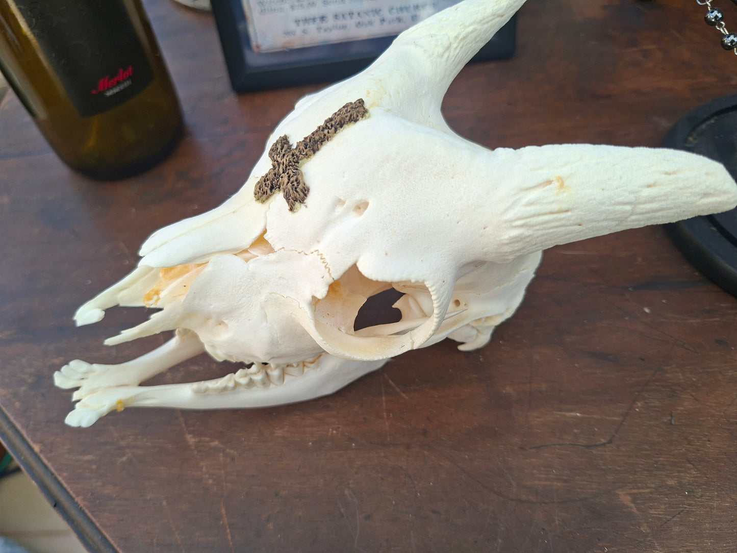 Goat Skull with sculpted "Inverted Cross" , Occult Alterware