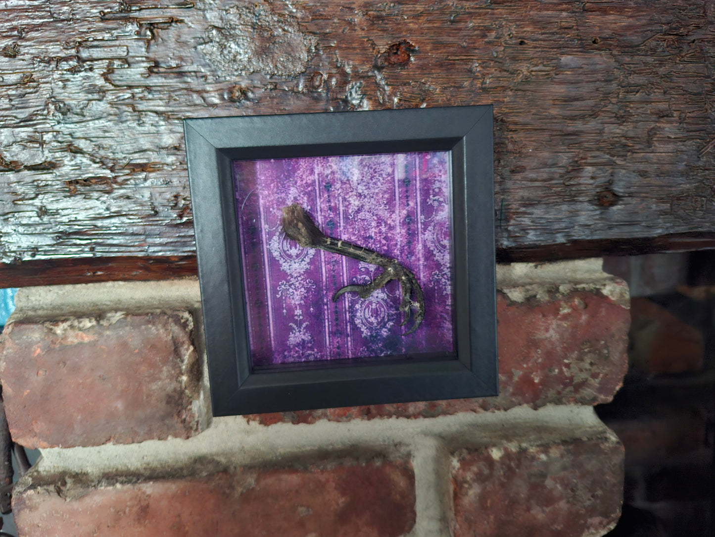 Crow Foot / claws Taxidermy  in small box frame , Oddity Curiosity Gothic Witchy Homewares