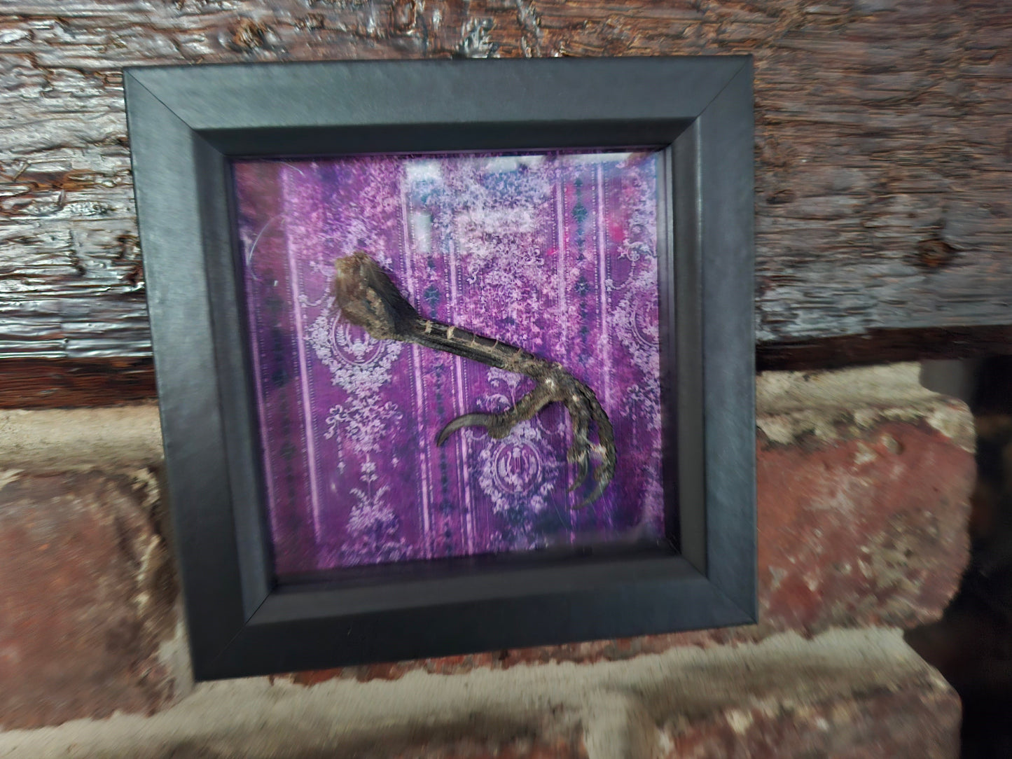 Crow Foot / claws Taxidermy  in small box frame , Oddity Curiosity Gothic Witchy Homewares