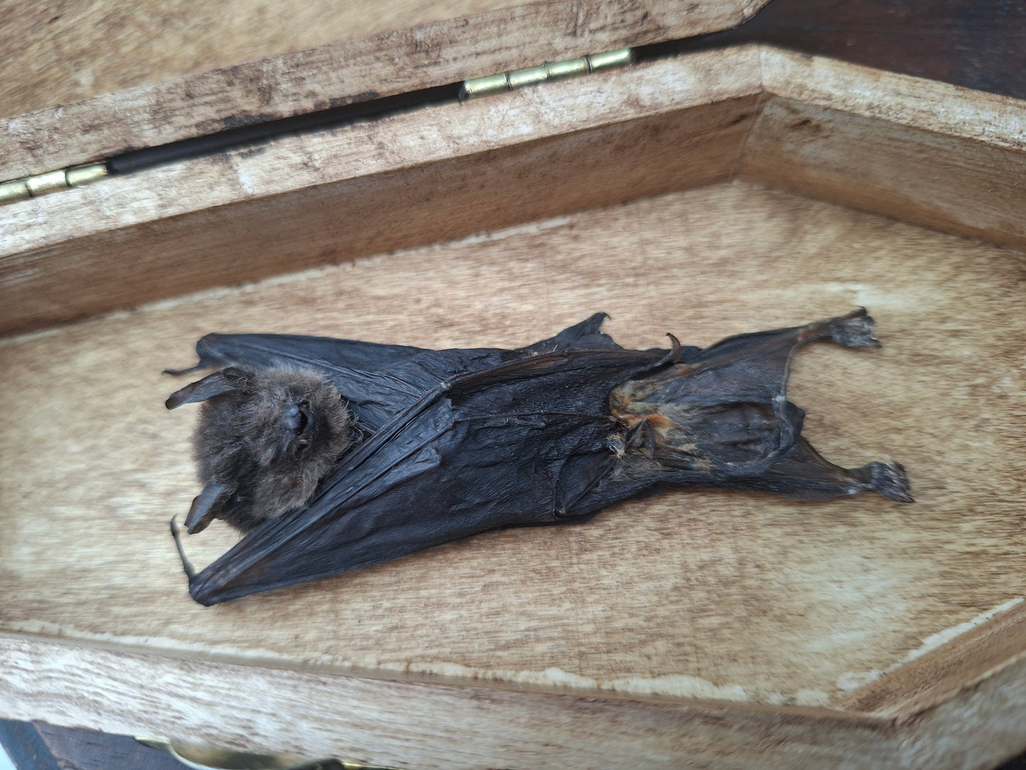 Real Bat in Wooden Coffin • Gothic Witchy Oddity Curiosity Homeware