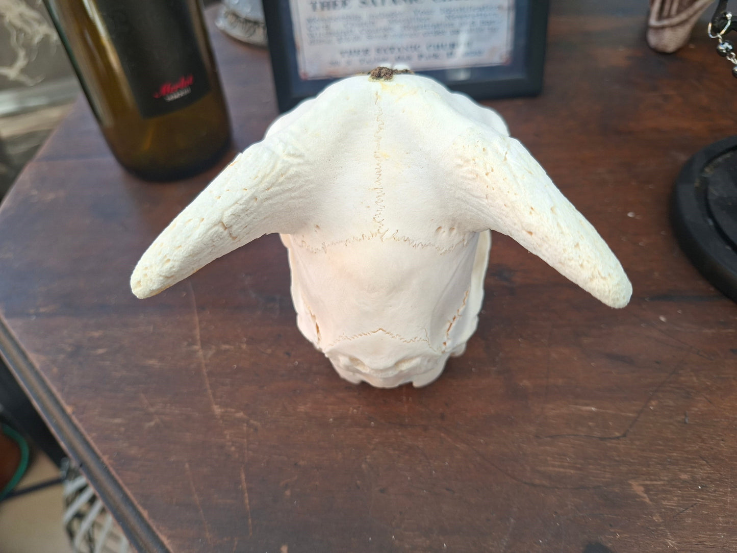Goat Skull with sculpted "Inverted Cross" , Occult Alterware