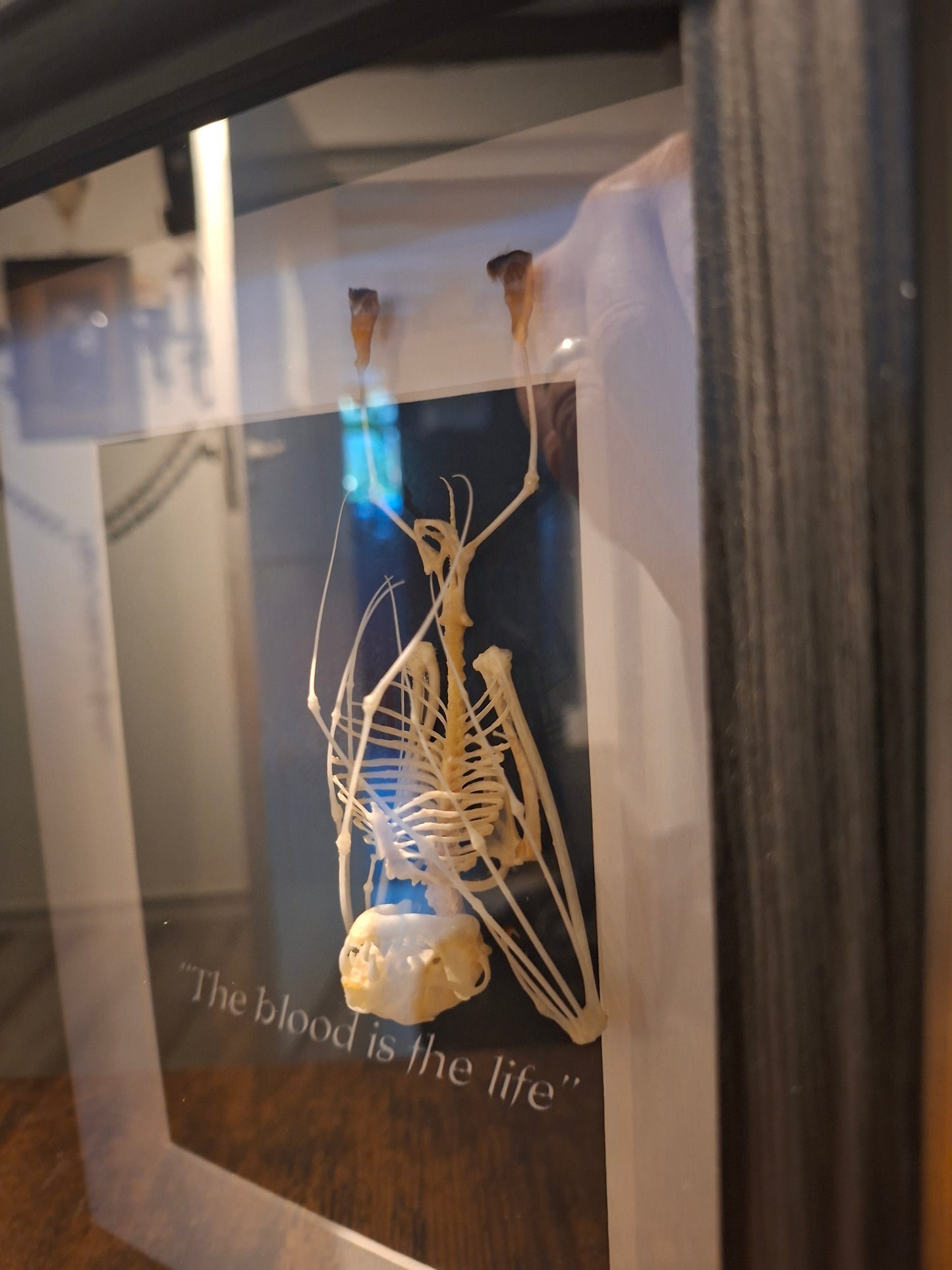 Bat Skeleton Taxidermy framed Art ,Bram Stoker's Dracula Inspired "The Blood Is The Life"