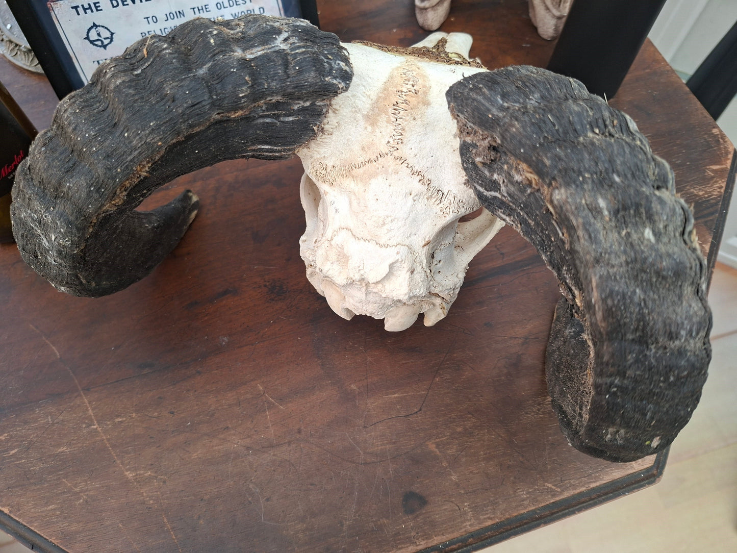 Ram Skull with sculpted "Sigil Of Satan" , Occult Alterware