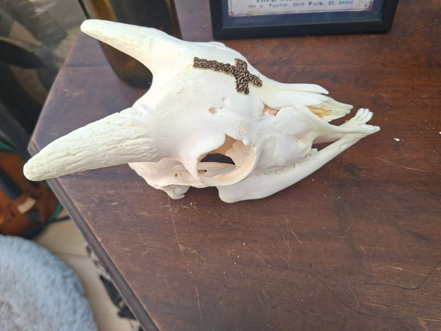 Goat Skull with sculpted "Inverted Cross" , Occult Alterware
