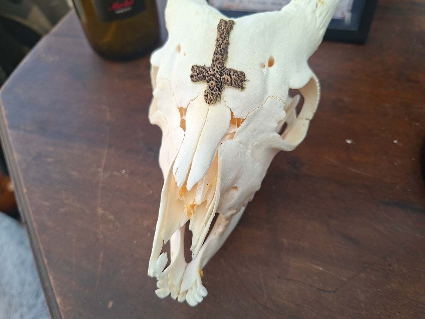 Goat Skull with sculpted "Inverted Cross" , Occult Alterware